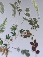 Сет горски растения - Image 3
